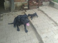 Sağlam ırk garantili mavi/siyah Cane Corso yavruları