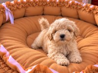 Sağlık Garantili Maltipoo Yavrular 
