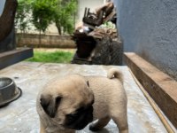 PUG MOPS RIFKI BASIK SURAT GÜL KURUK YAVRULAR SİZLERLE