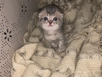 ANNE BABA ŞECERELİ SCOTTİSH FOLD MİNİKLER