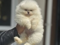 Tarım bakanlığı ruhsatlı çiftlikden pomeranian