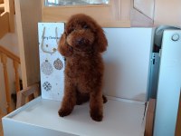 6 aylık red brown erkek poodle