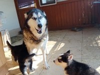 SON 1 ERKEK 2 DİSİ ÖMÜR BOYU IRK GARANTİLİ HUSKY