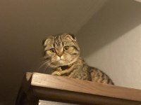 Bir Yaşına Yeni Girmiş Scottish Fold Kızımıza Eş Arıyoruz