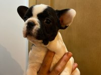 FRANSİZ BULLDOG YAVRULAR İZMİR