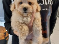Maltipoo Yavruları Sağlık ve Irk Garantili