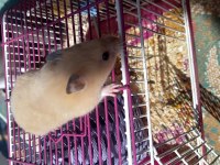 Yavru hamster