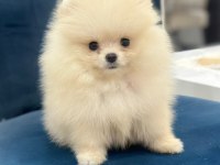 Pomeranian boo 80 günlük