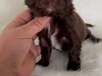 Şivava (chihuahua)
