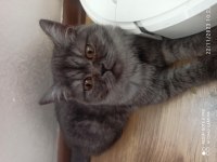 5 aylık british shorthair