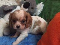 Cavalier king charles