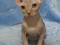 Naked Beauty Sphynx Cattery