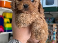 Maltipoo Yavrumuz Aşılı