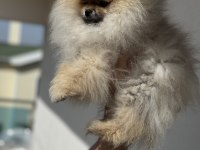 Show kalite tea cup teddy face pomeranian boo yavrular