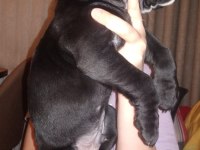 Cane corso