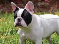 Eşsiz kalite de bulldog