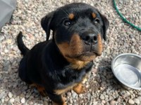 Rottweiler yavrularımız