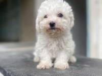 Orjinal bichon frise yavrular