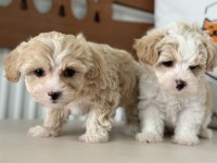 Petmode köpek çiftliğinden tea cup kore maltipoo