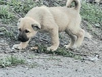 SAFKAN YAVRU KANGAL KÖPEKLER