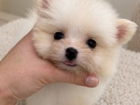 Biblo Pomeranian Boo Mini Boy