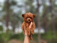 toy poodle köpekleri antalya
