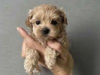 Teacup Kore maltipoo garantili