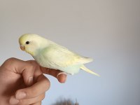 Ele alıştırmalık yeni sahibini bekleyen 3 kardeş yavru