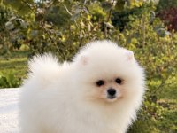 Üst Düzey Pomeranian Boo