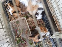 Guinea pig yavrular ele alışkın