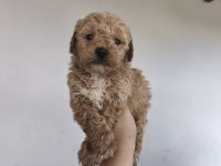 Maltipoo Yavru Köpekler