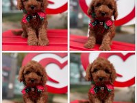 Toy Poodle Yavrularımız Ömürlük Aileleri Bekliyor