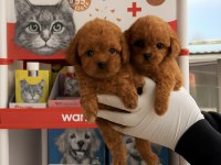Toypoodle sevimli yavrular onaylı ruhsatlı çiftlik 