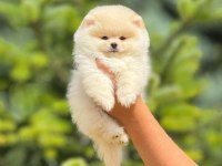 Pofuduk pomeranian yavrularımız