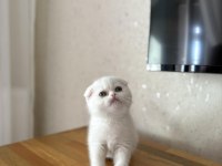 KAR BEYAZI SCOTTISH FOLD YAVRULARIM 