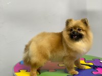 Pomeranian boo