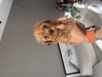 Antalya ev doğumlu erkek poodle yavrular