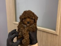 Birbirinden tatlı Kore poodle köpekler sizleri bekliyor