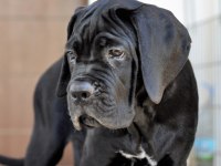 Şecere belgeli ırk ve sağlık garantili cane corso yavrular