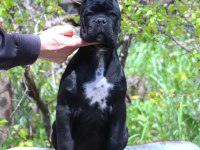 Fcı-Kıf Şecereli Federasyon Kayıtlı Safkan Cane Corso