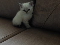 Dişi British Shorthair