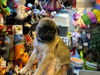 Aron Güvencesi İle Yurt Dışı Girişli SAFKAN PUG