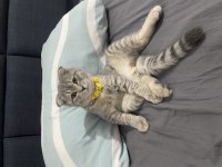 Silver Scottish Fold 3.5 Aylık Erkek