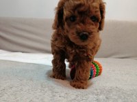 Teddy face toy poodle