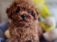 Pofuduk Toy Poodle Yavrular