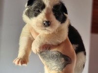 Border Collie Bebekler