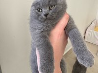 Scottish fold ve british gri yavrular
