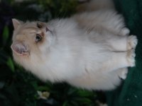 British longhair erkek 9 aylık
