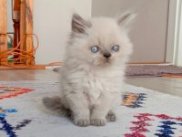 Harika british longhair bebekler
