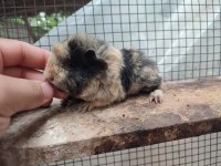 Guinea pig yavrularım